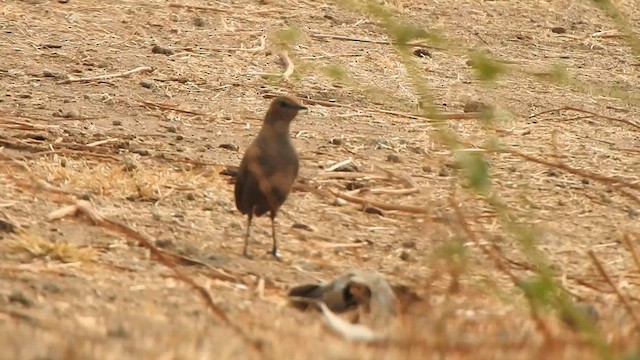 Indian Robin - ML616353293