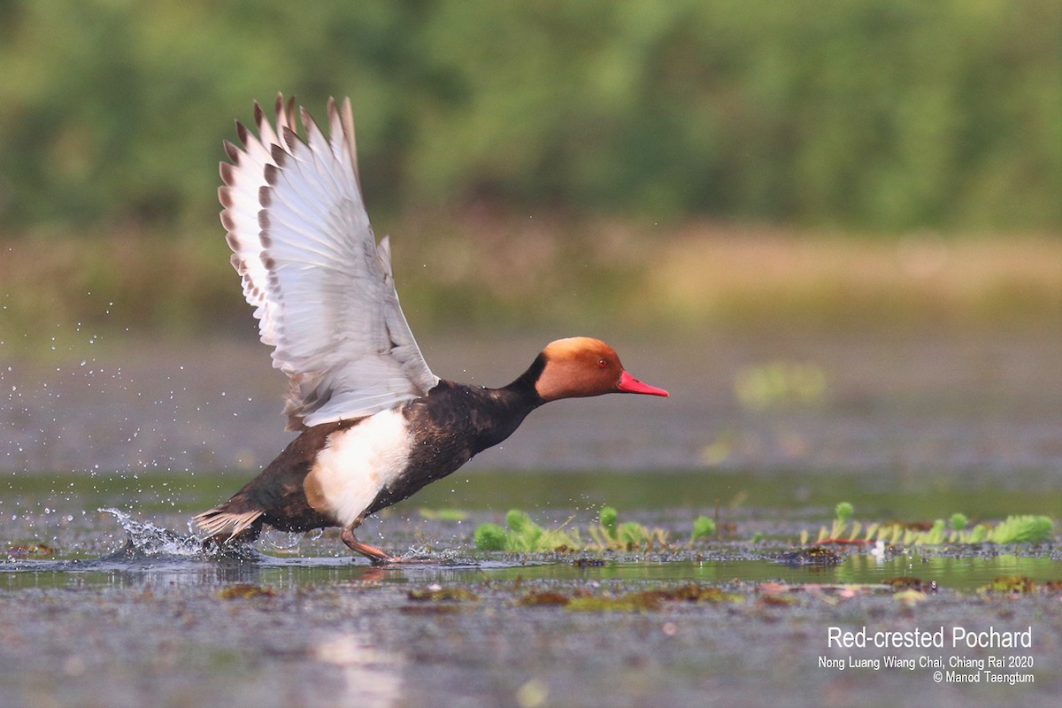 Red-crested Pochard - ML616353309