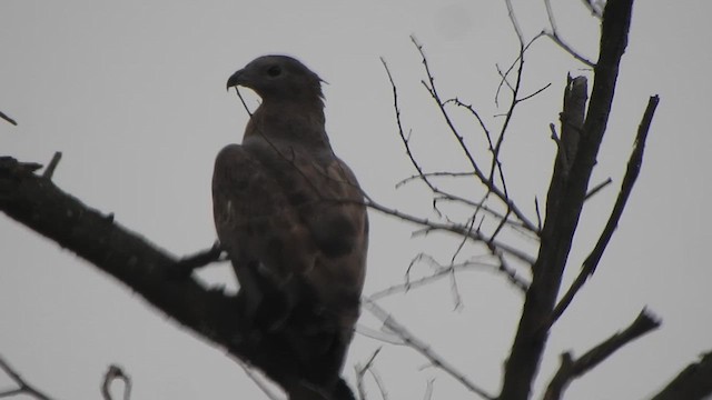 Schopfwespenbussard - ML616353324