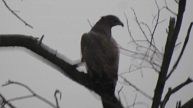 Oriental Honey-buzzard - ML616353325