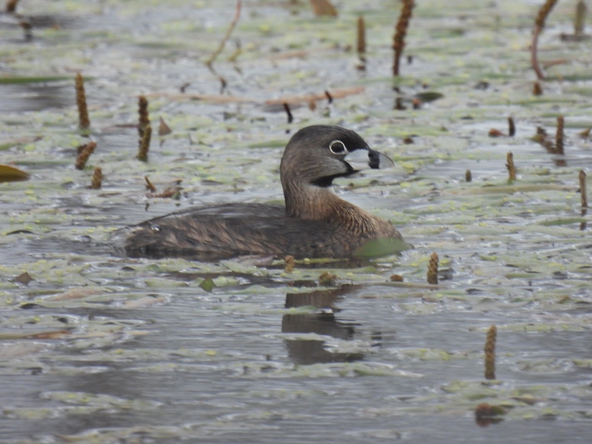 Pied-billed Grebe - ML616353370