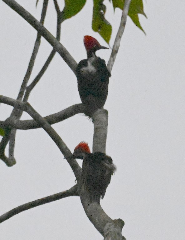 Guayaquil Woodpecker - Steve Davis