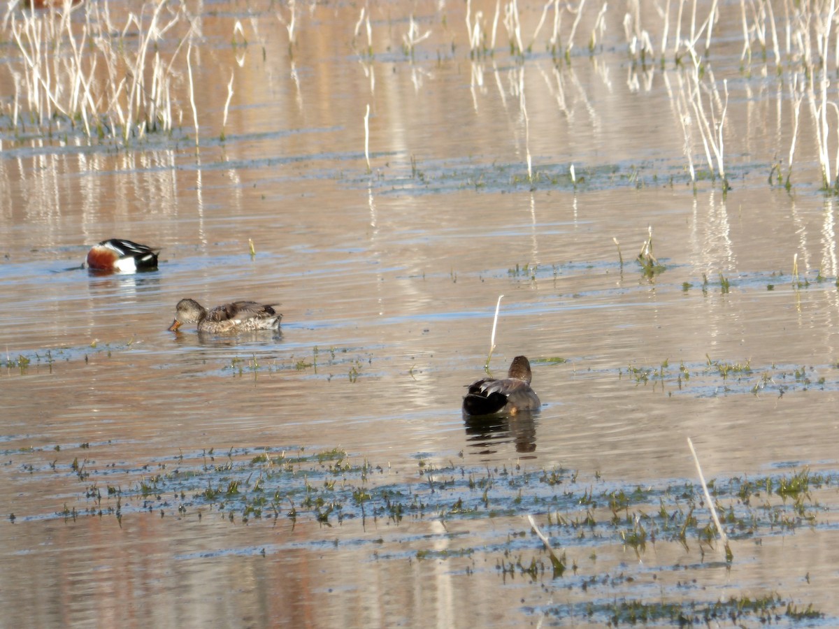 Canard souchet - ML616353427