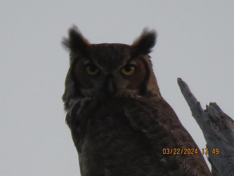 Great Horned Owl - ML616353431