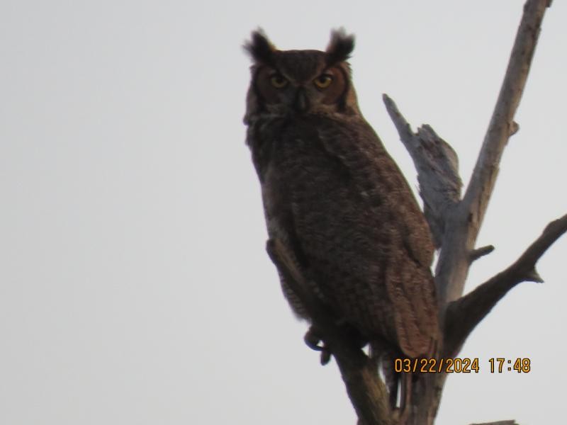 Great Horned Owl - ML616353434