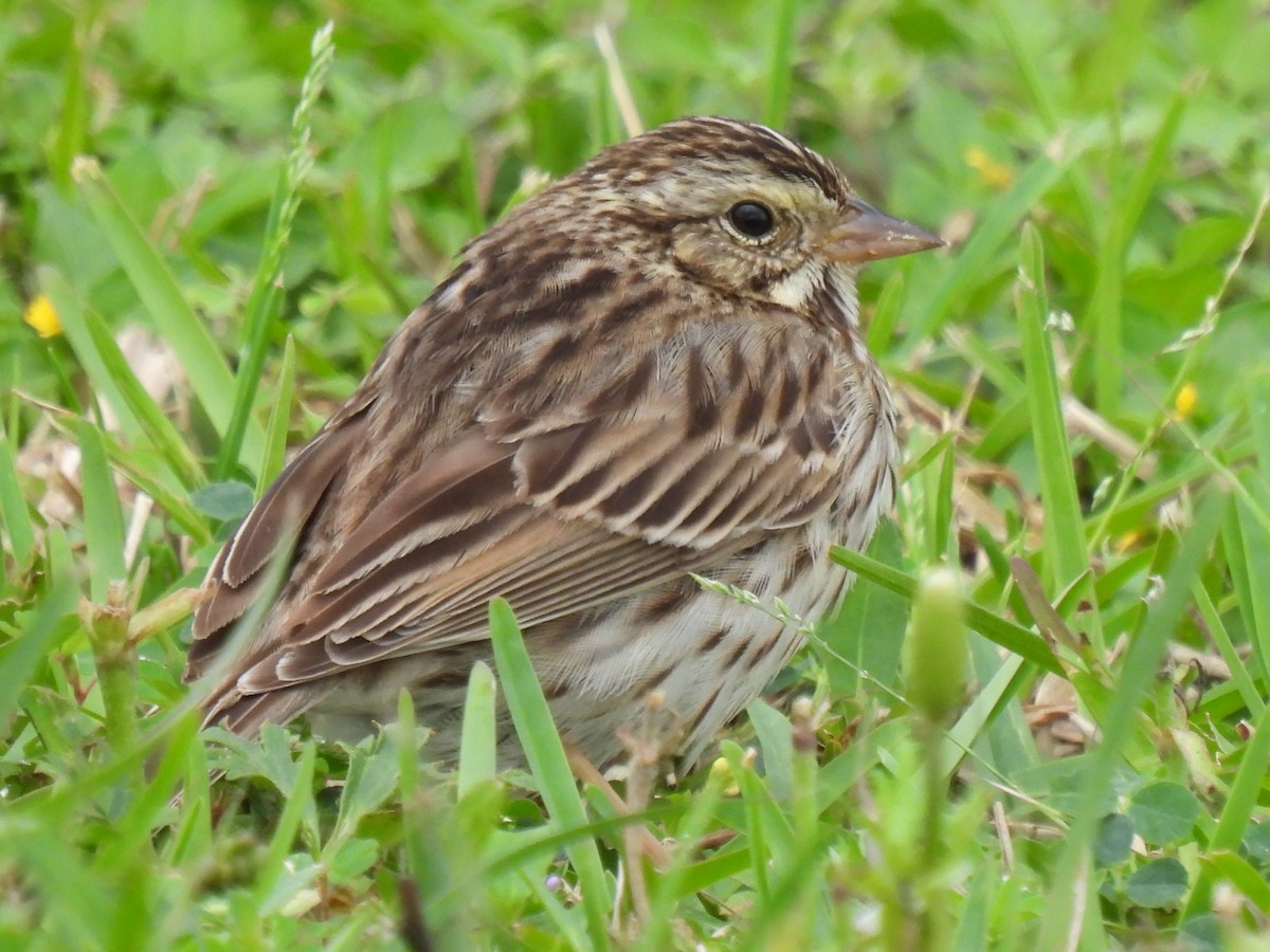 Savannah Sparrow - ML616353444