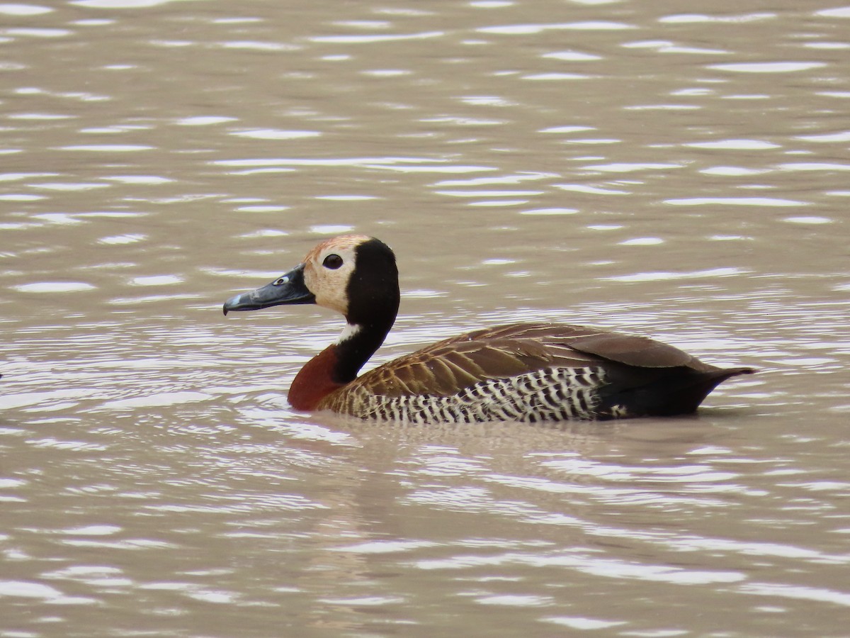 White-faced Whistling-Duck - Joyce Brady