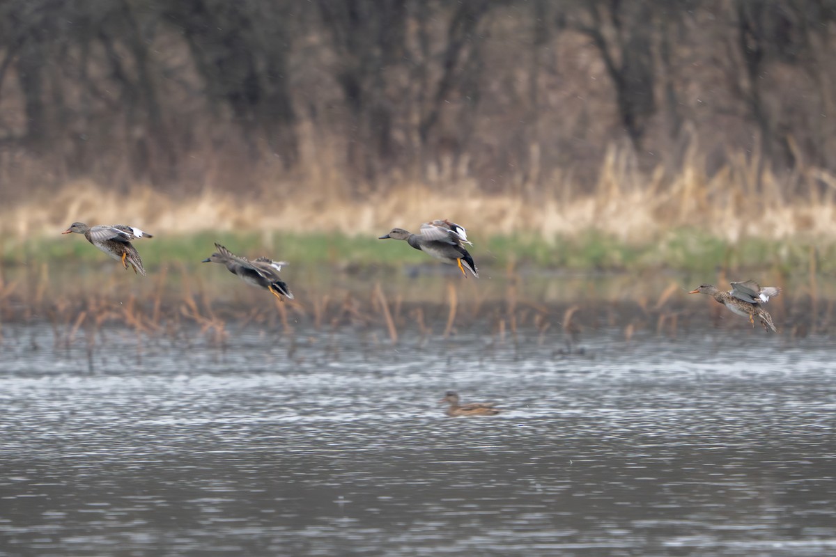 Gadwall - ML616353465