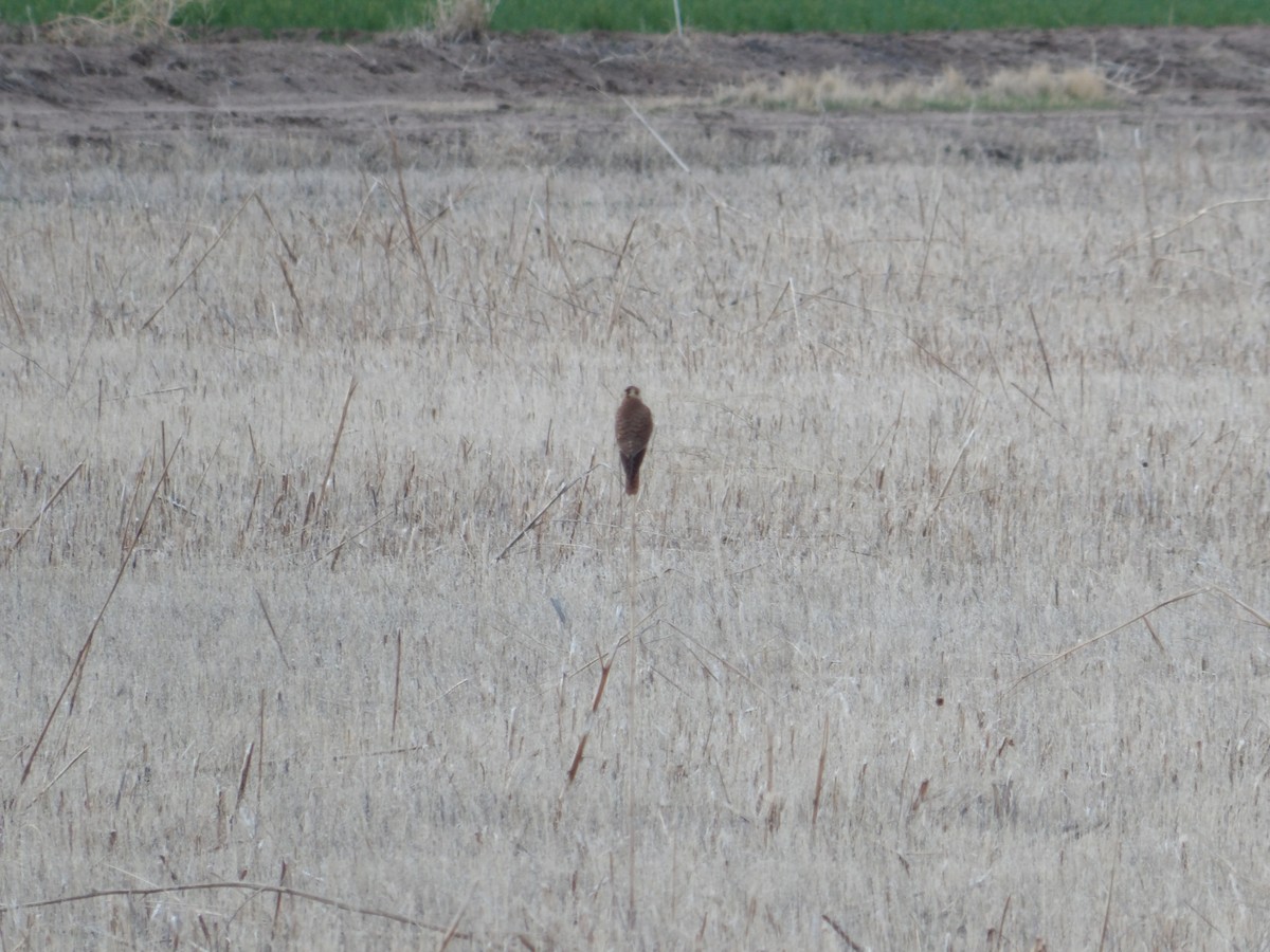 American Kestrel - ML616353467