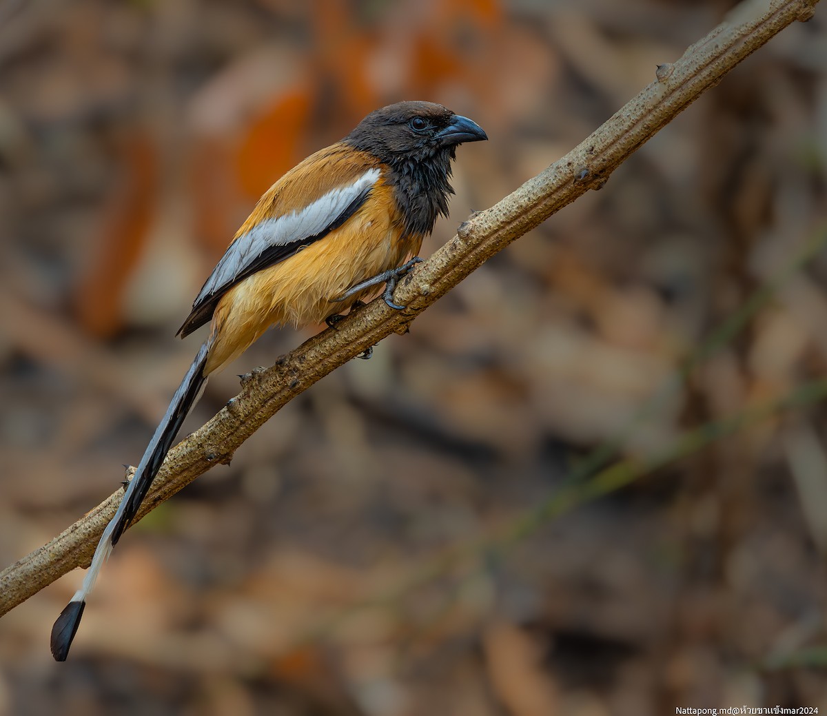 Rufous Treepie - ML616353562