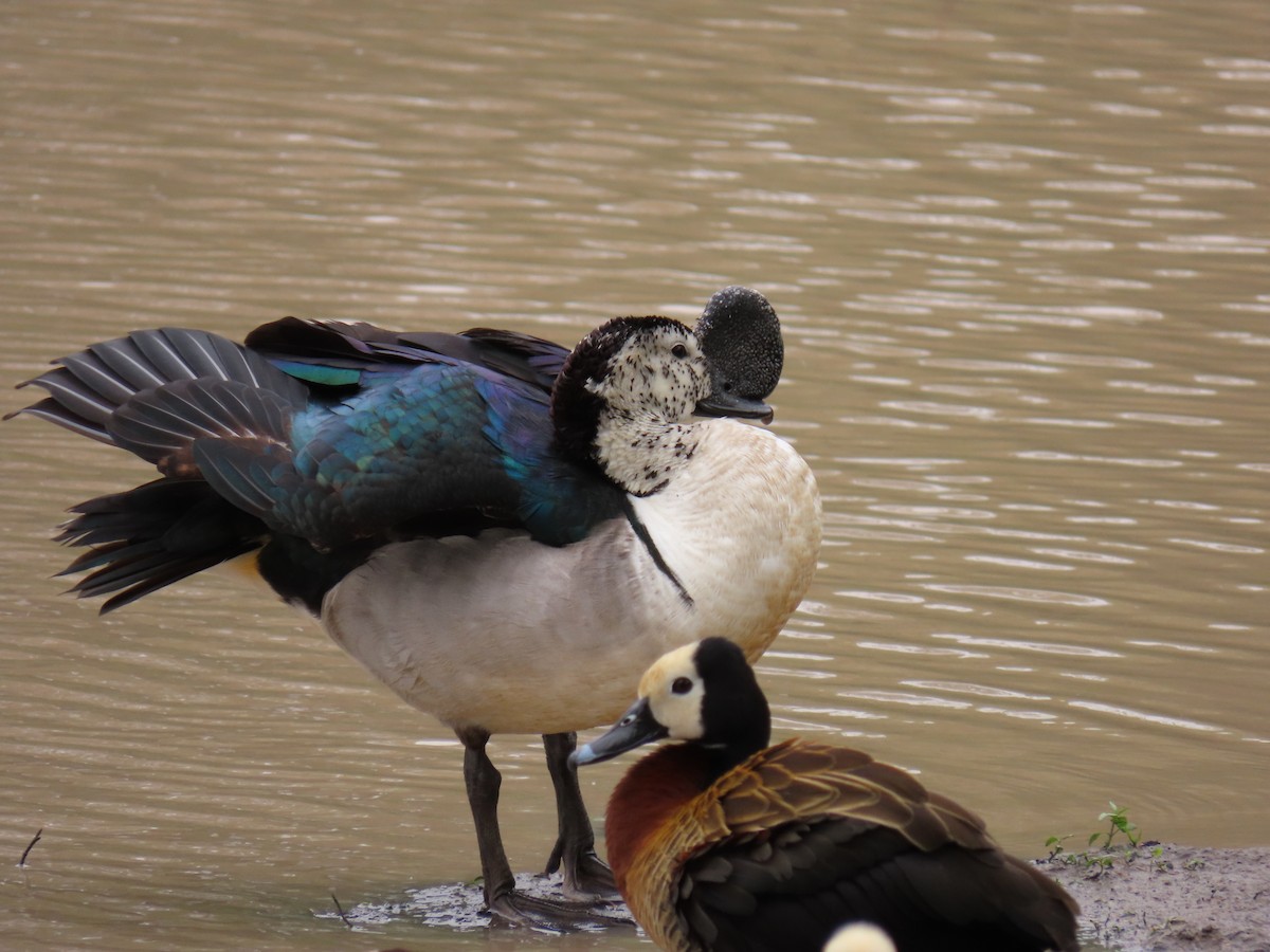 Canard à bosse - ML616353563