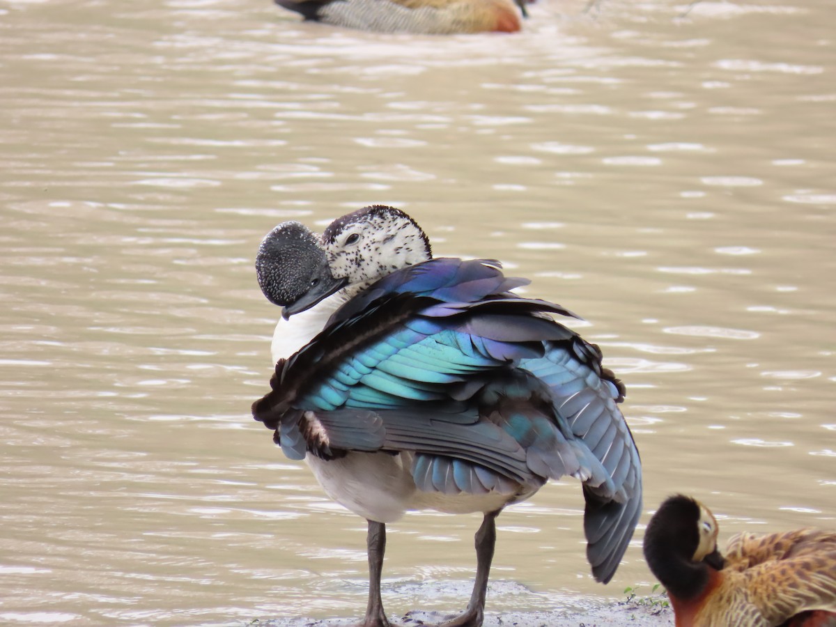 Knob-billed Duck - Joyce Brady