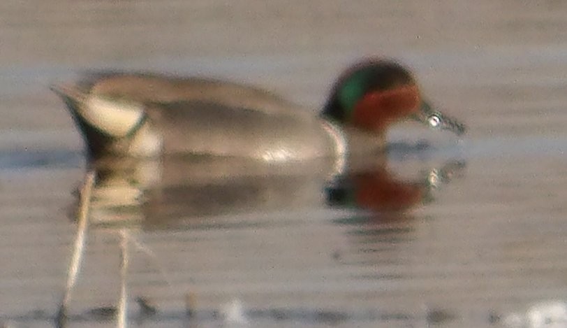 Green-winged Teal - ML616353565