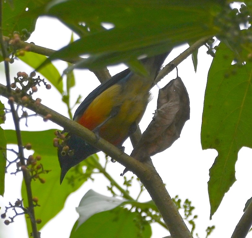 Scarlet-breasted Dacnis - ML616353582