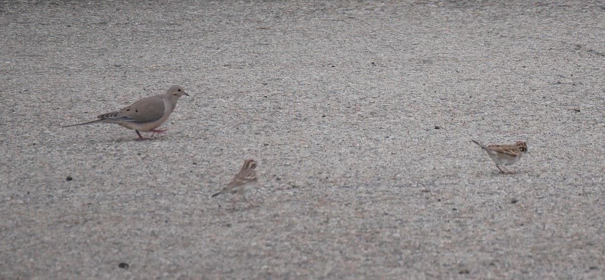 Mourning Dove - Jeff Strogen