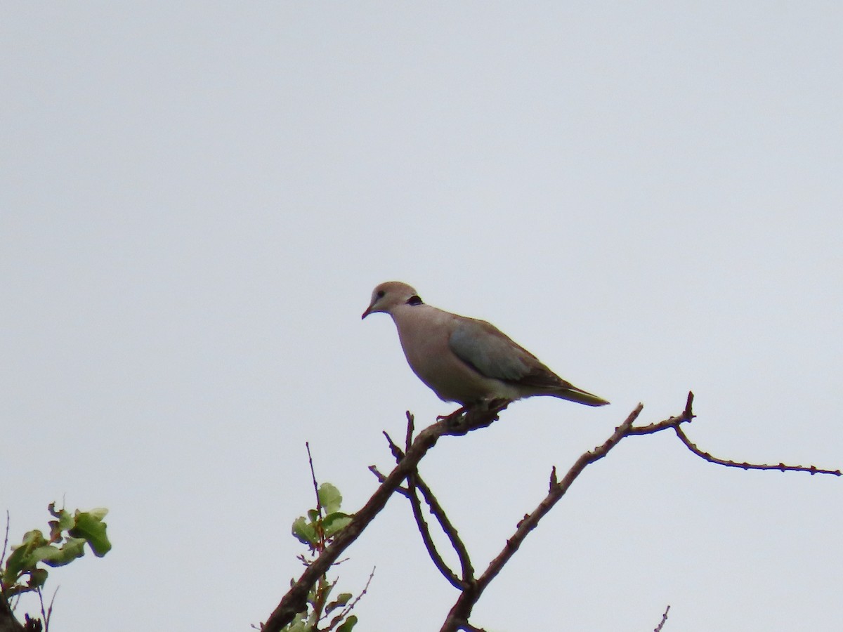 Ring-necked Dove - ML616353628