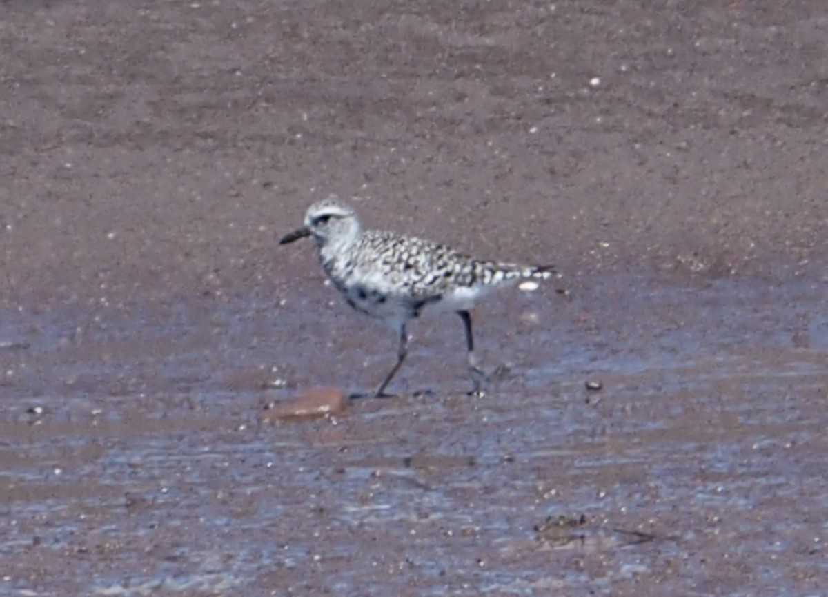 Black-bellied Plover - ML616353632