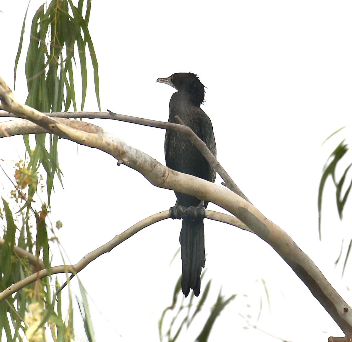 Little Cormorant - Mark  Hogarth