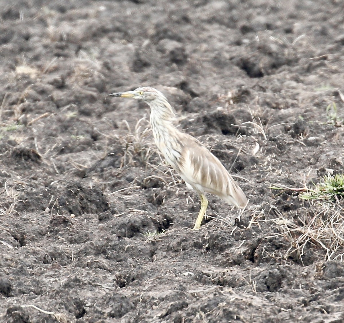 Javan Pond-Heron - Mark  Hogarth