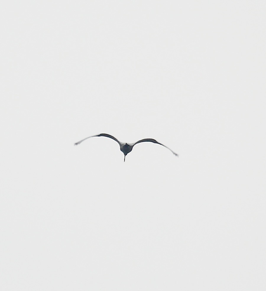 Black-headed Ibis - Mark  Hogarth