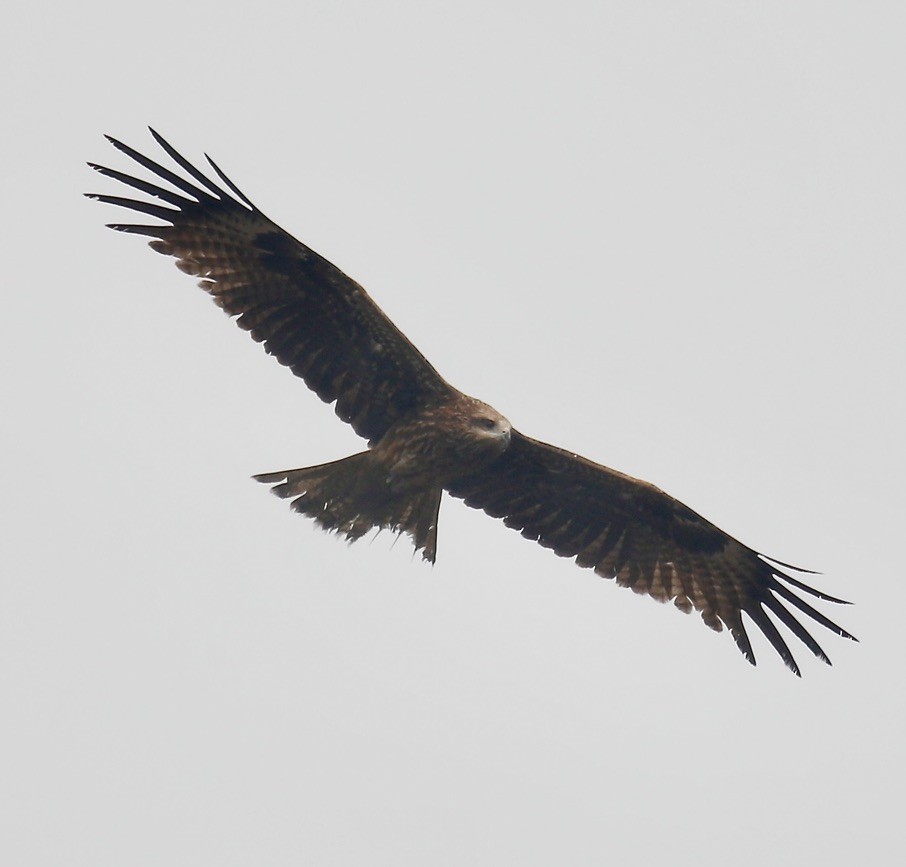 Black Kite - Mark  Hogarth