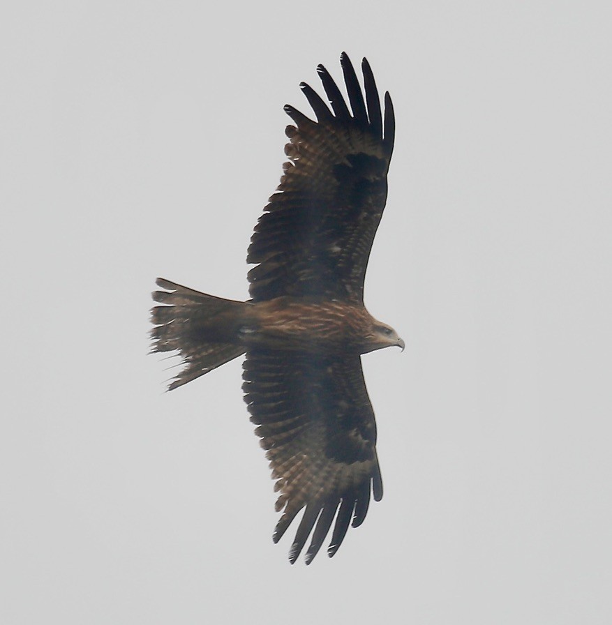 Black Kite - Mark  Hogarth