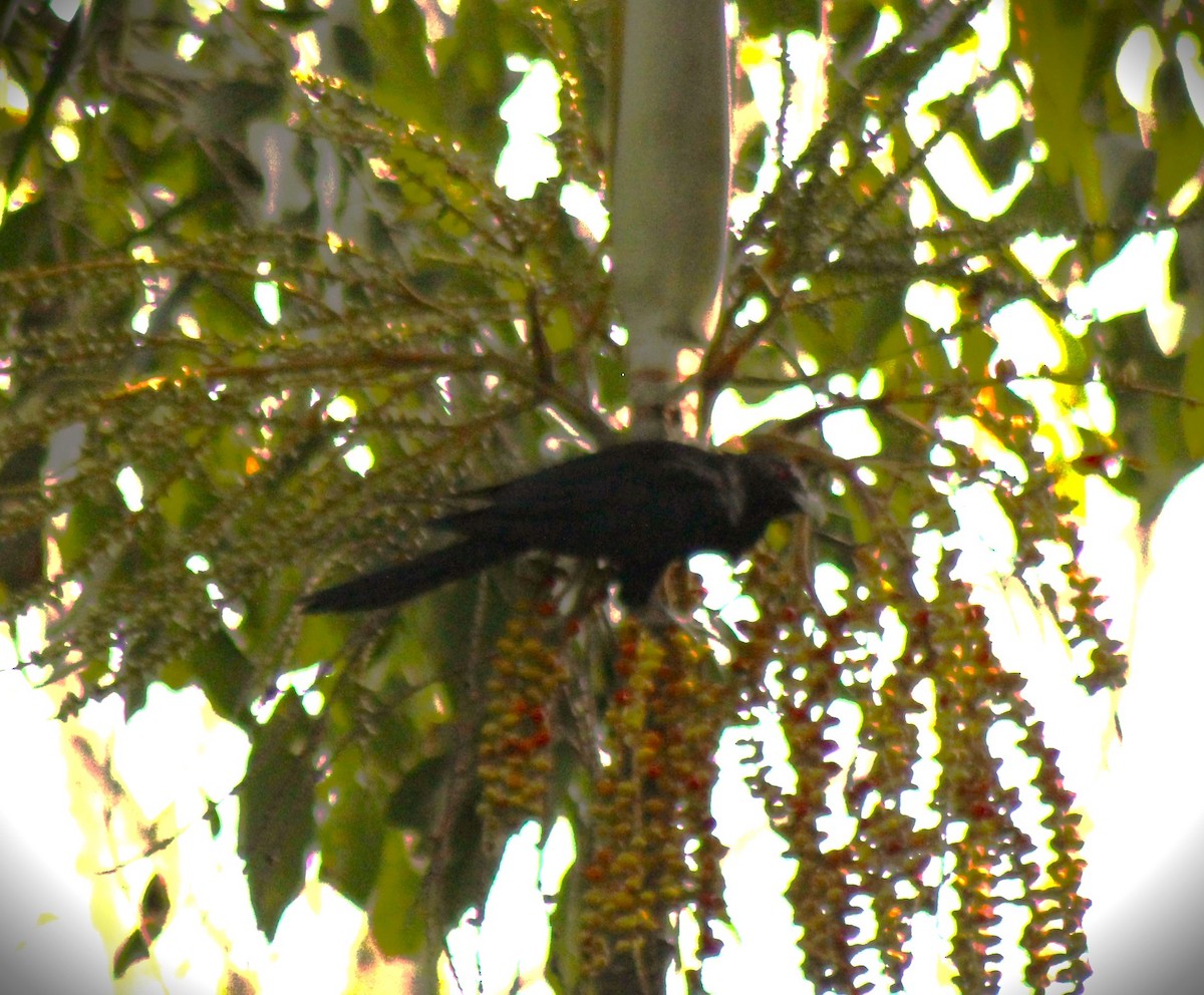 Asian Koel - ML616353680