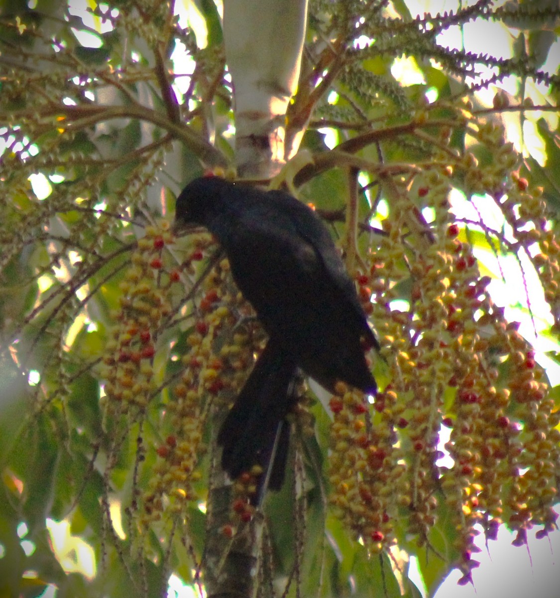 Asian Koel - ML616353685