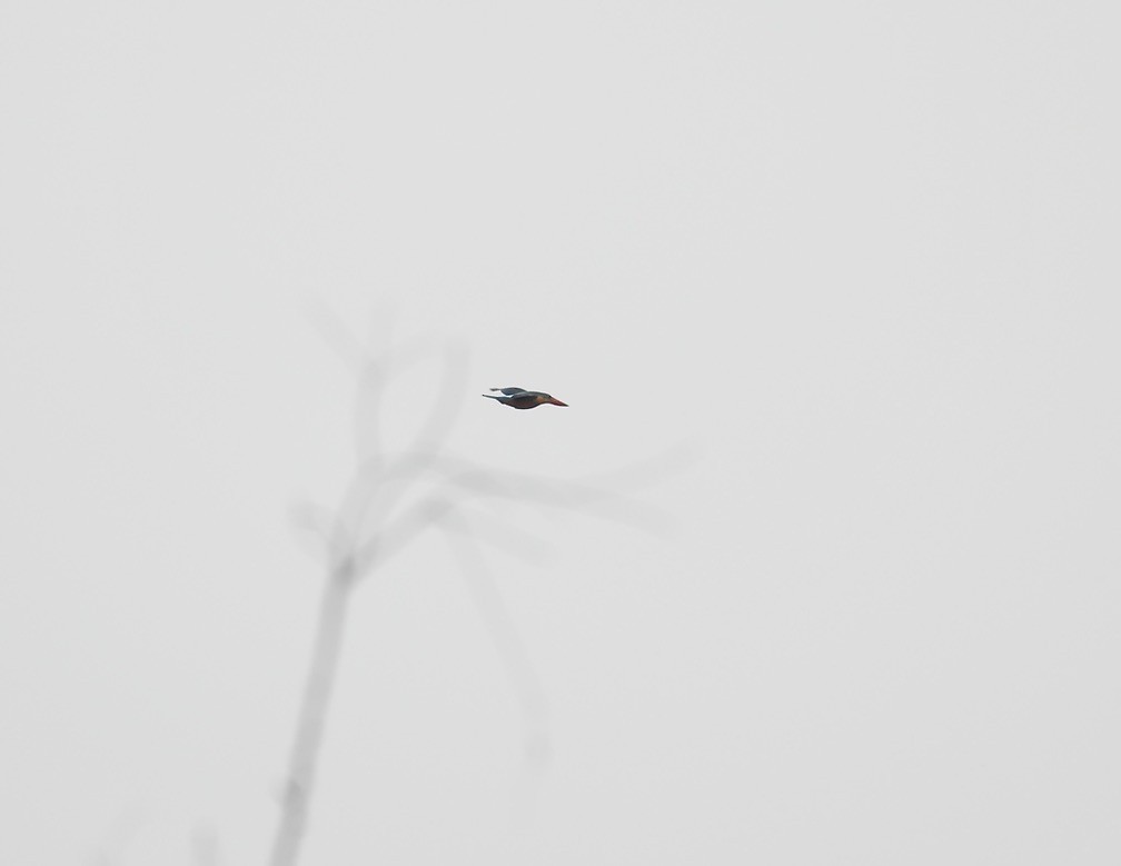 Stork-billed Kingfisher - Mark  Hogarth