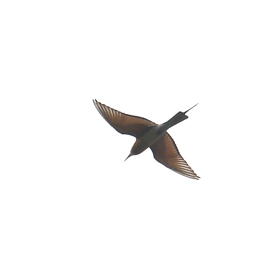 Blue-tailed Bee-eater - Mark  Hogarth