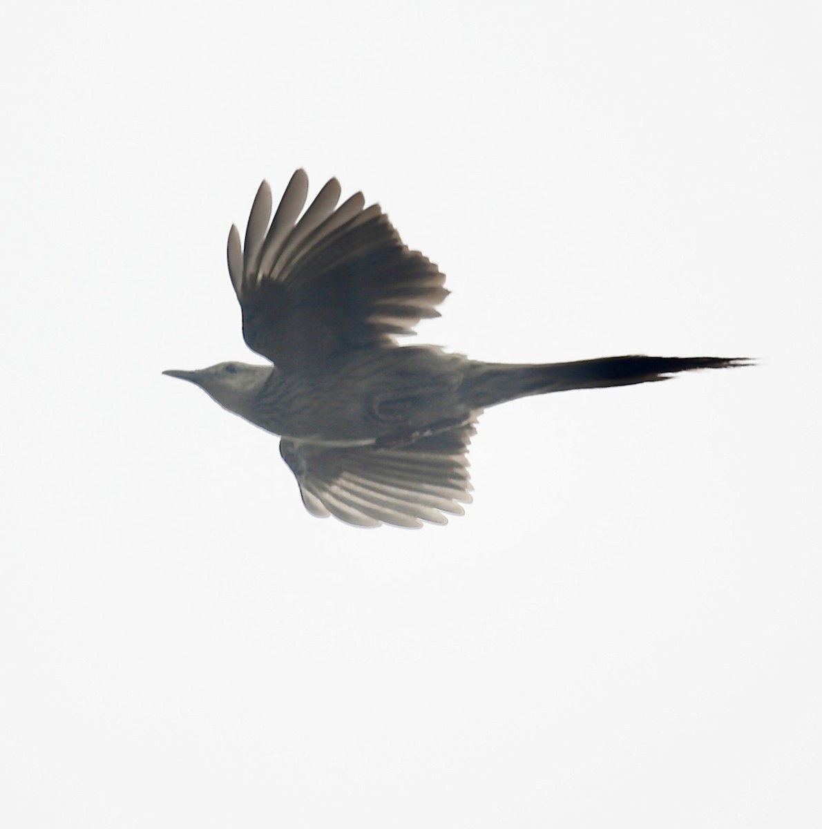 Striated Grassbird - Mark  Hogarth