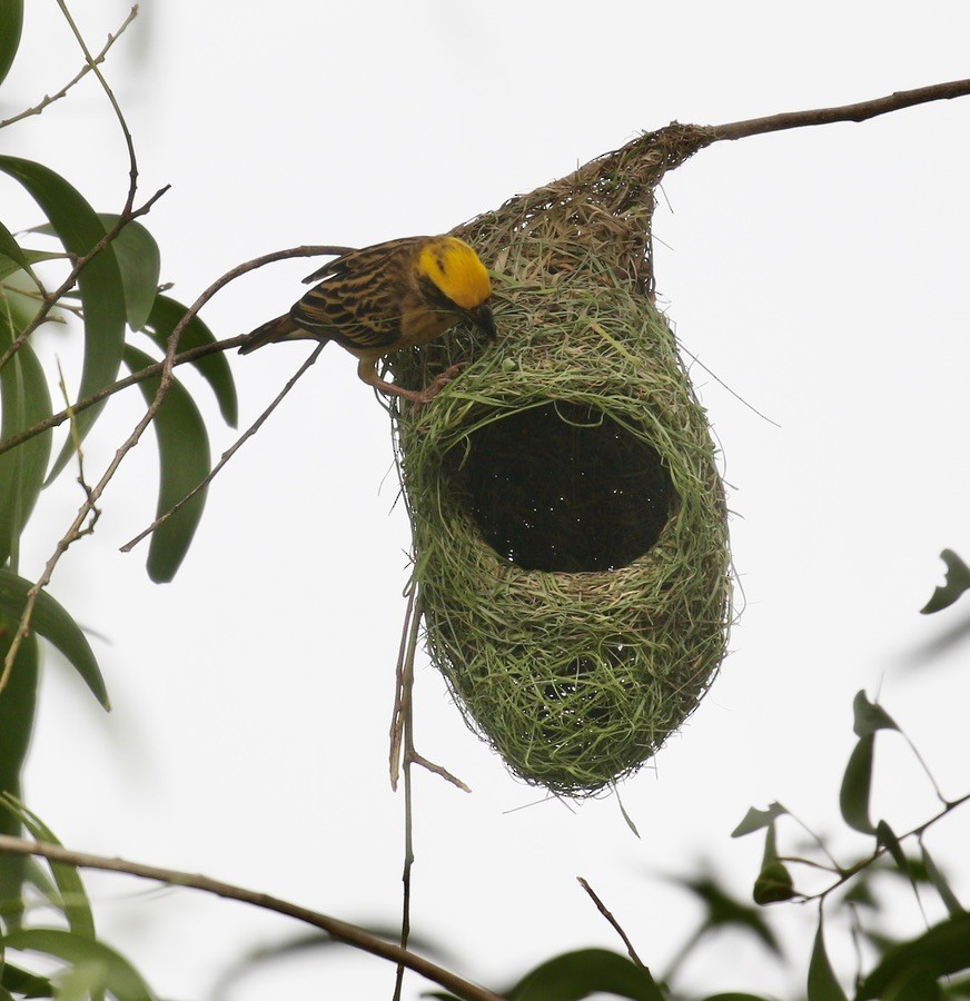 Baya Weaver - Mark  Hogarth