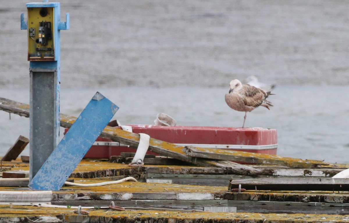 Glaucous-winged Gull - ML616353744