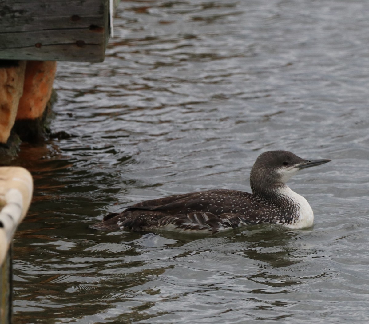 Red-throated Loon - ML616353749