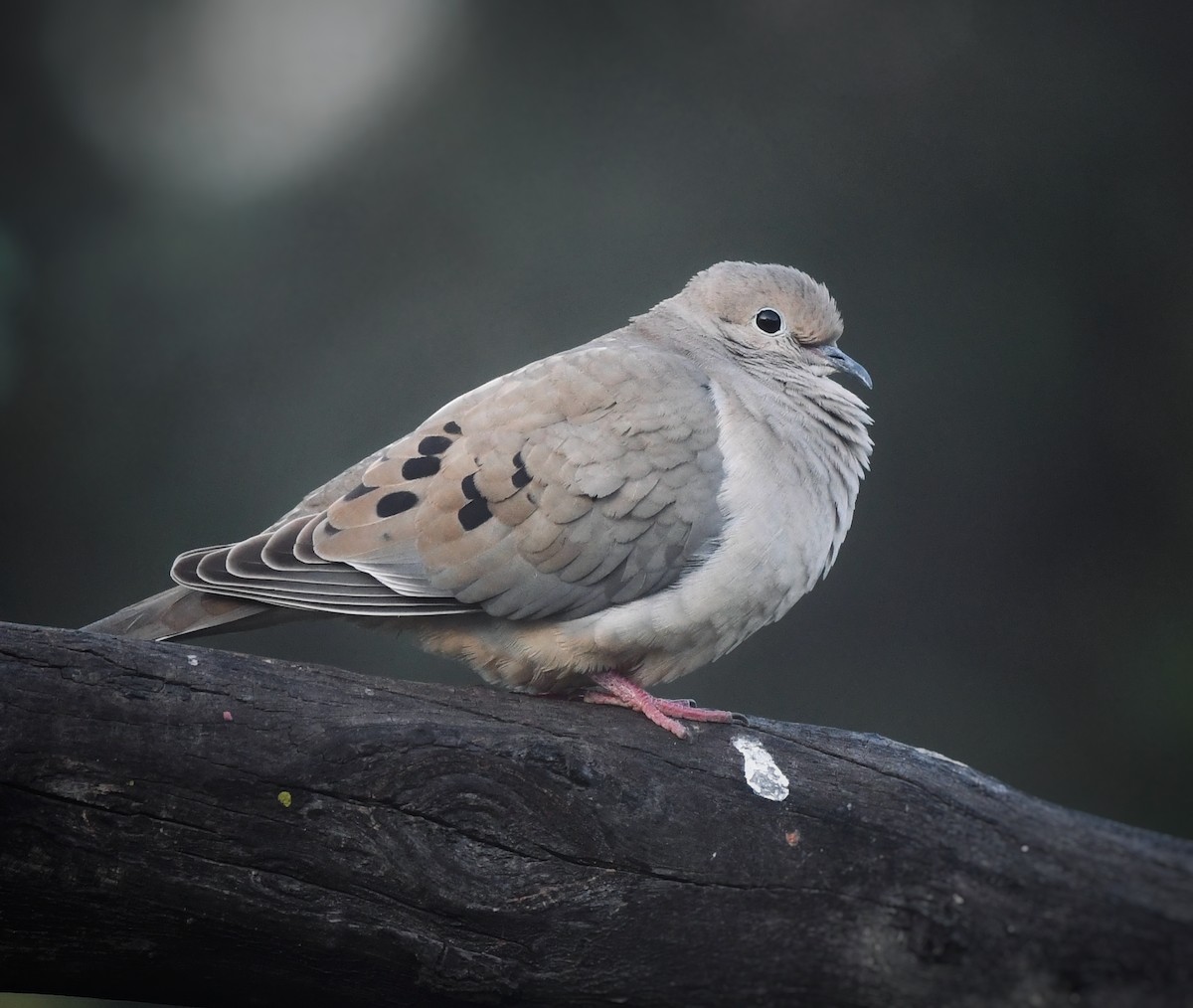 Mourning Dove - ML616353750