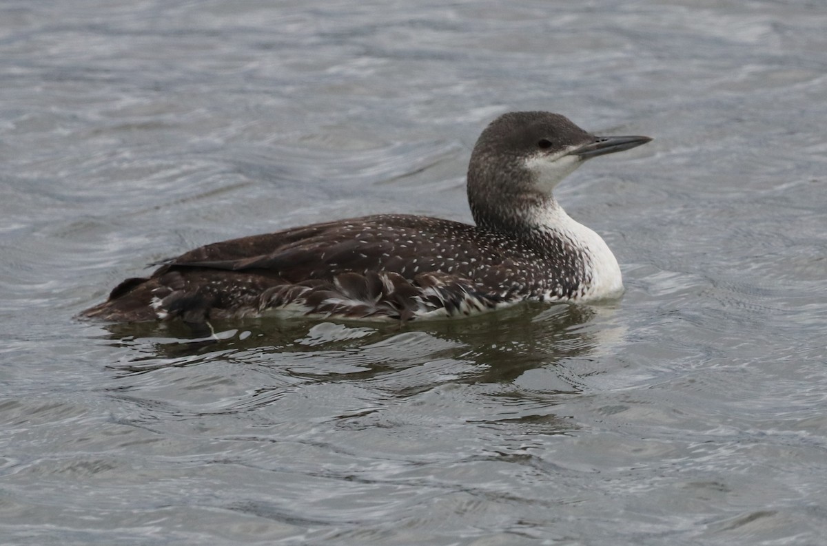 Red-throated Loon - ML616353751