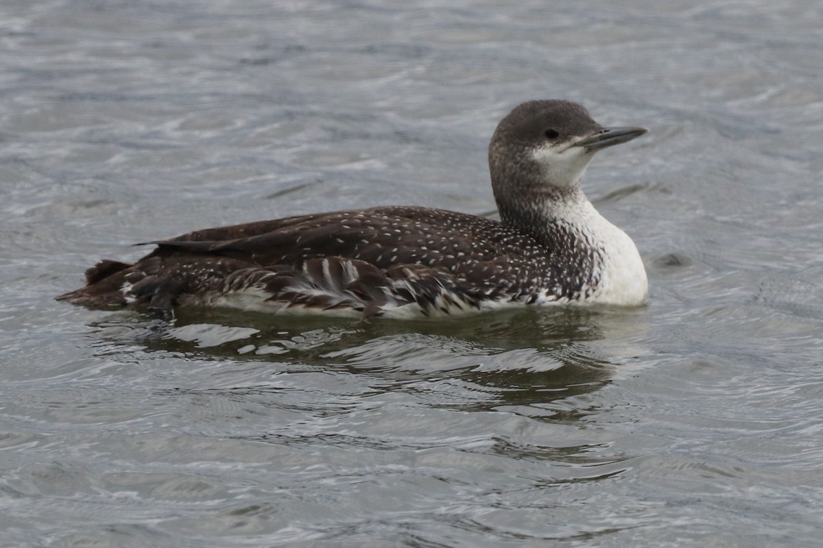 Red-throated Loon - ML616353755