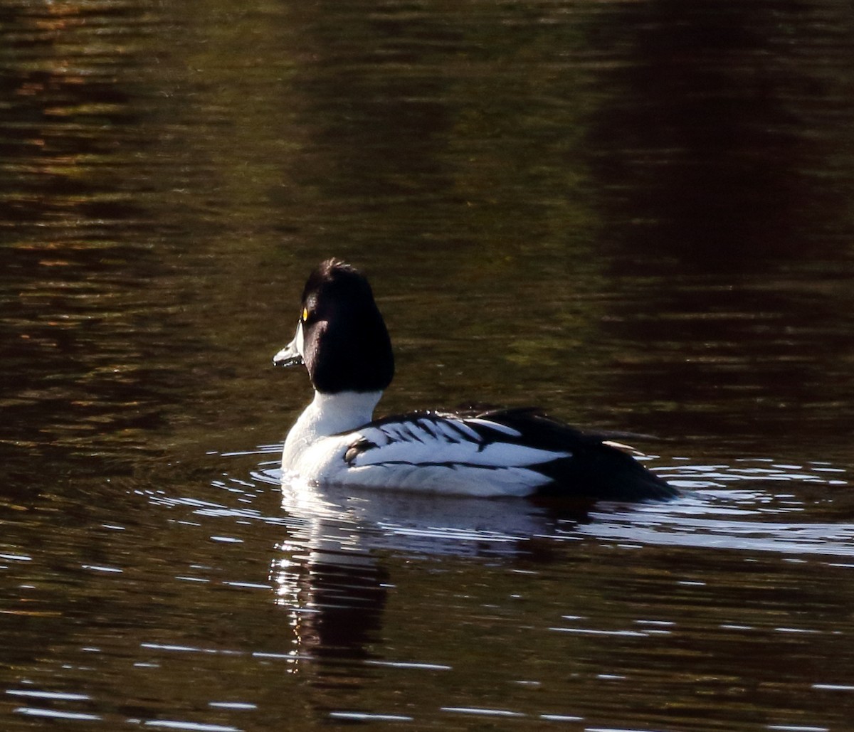 Common Goldeneye - ML616353756