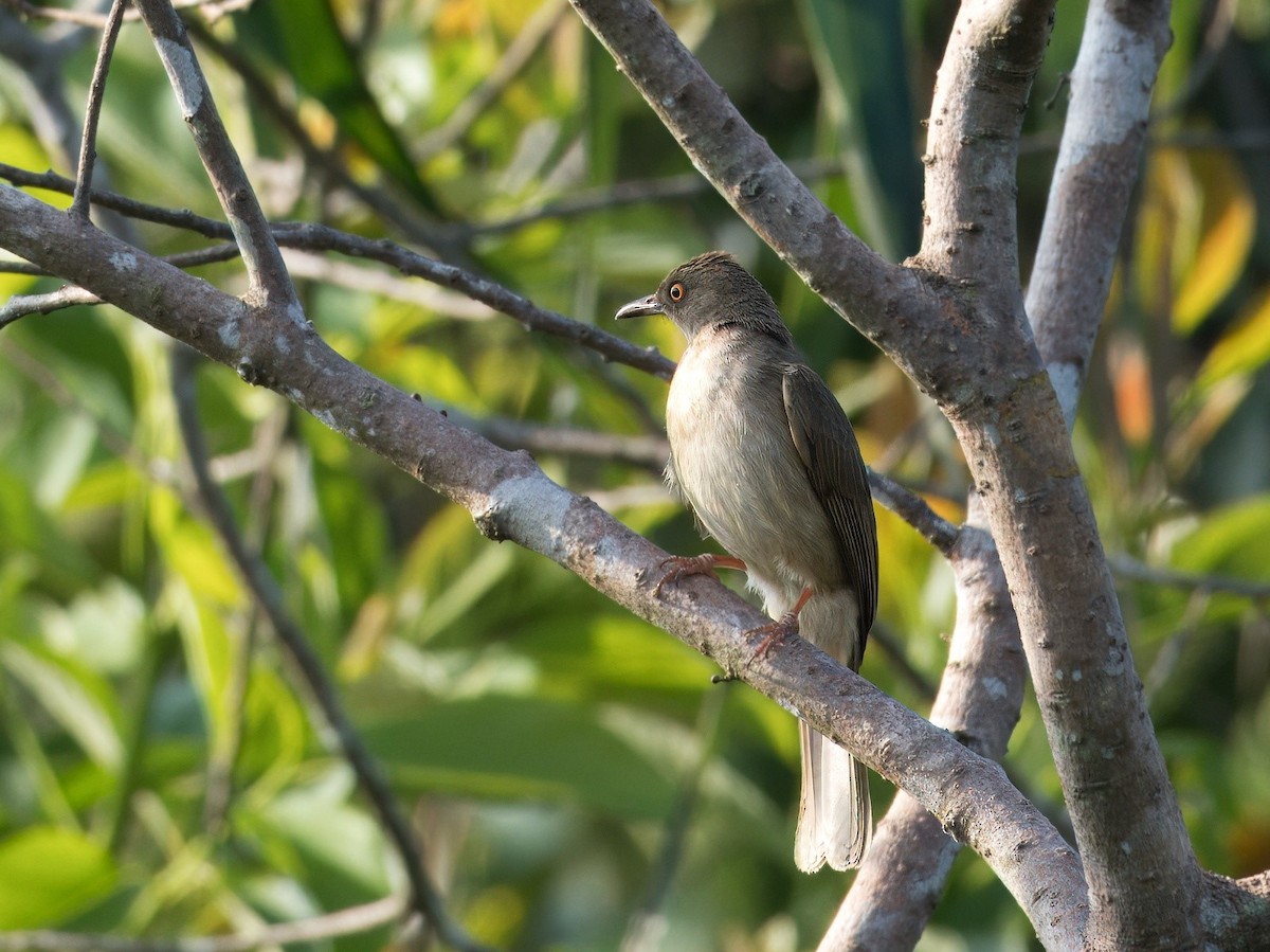 Red-eyed Bulbul - ML616353781