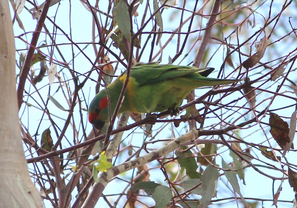 Musk Lorikeet - ML616353805