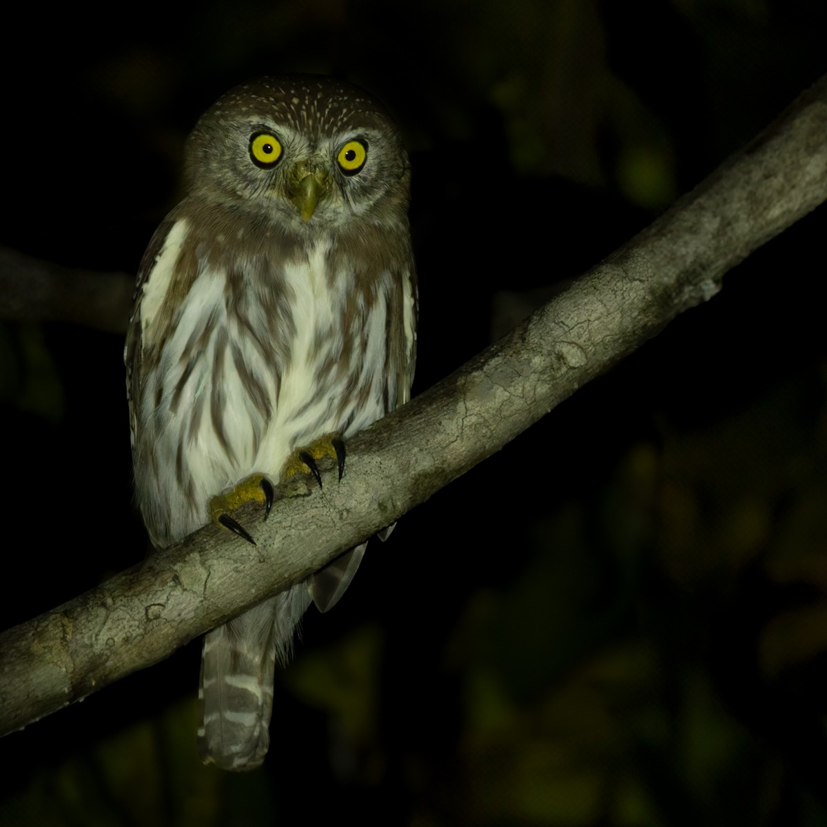 アカスズメフクロウ（brasilianum グループ） - ML616353812