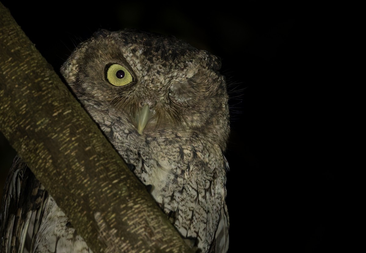 Middle American Screech-Owl (Middle American) - Lars Petersson | My World of Bird Photography