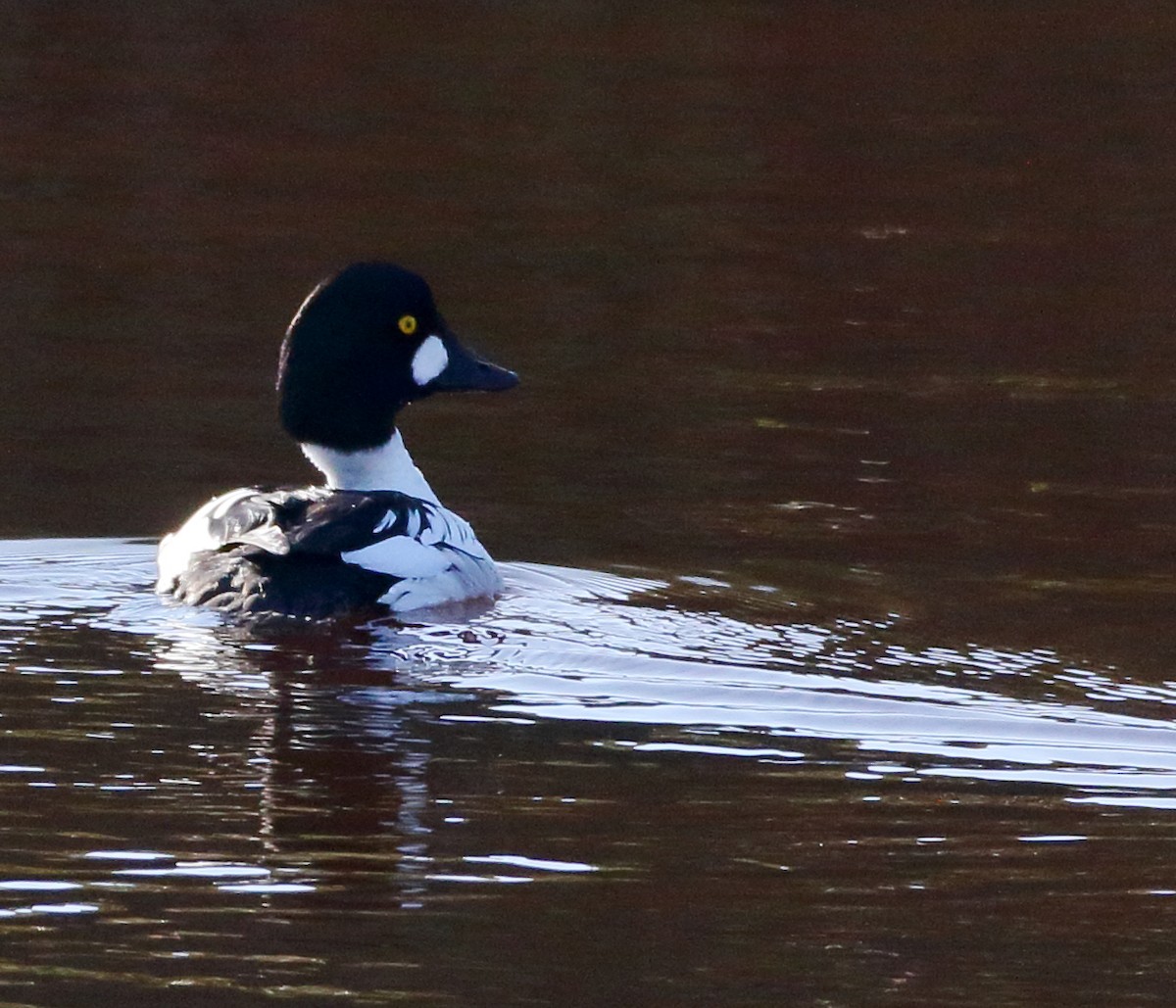 Common Goldeneye - Kent Leland