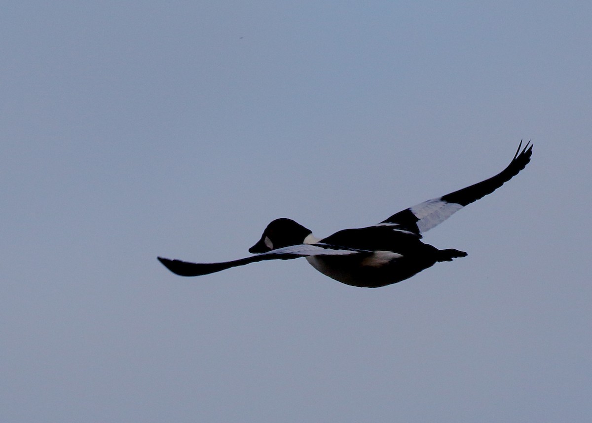 Common Goldeneye - Kent Leland