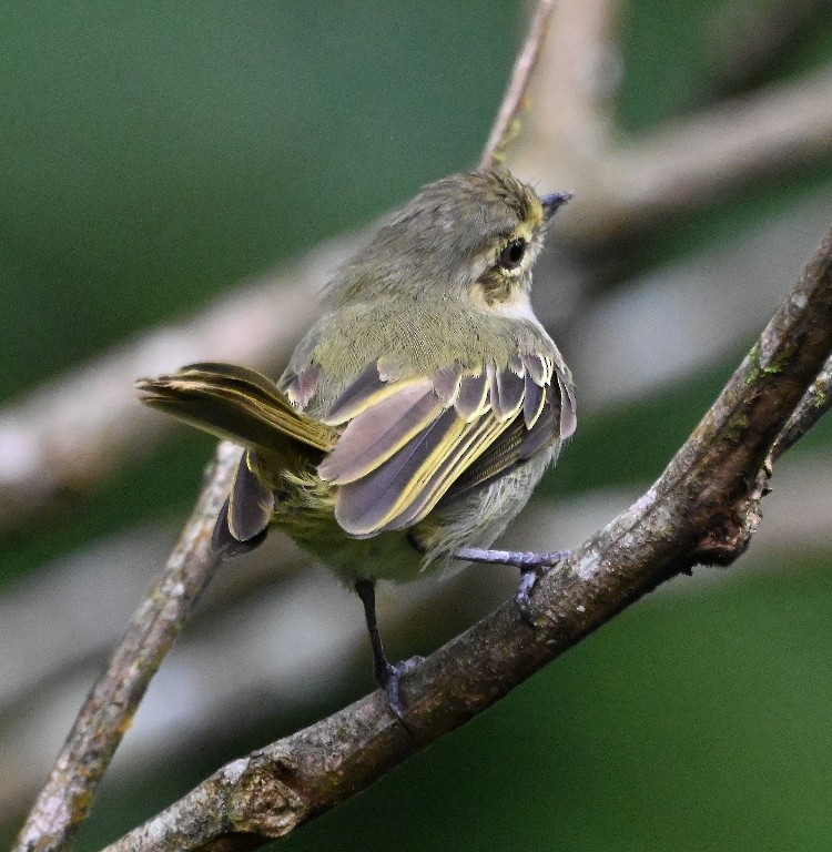 Choco Tyrannulet - Steve Davis