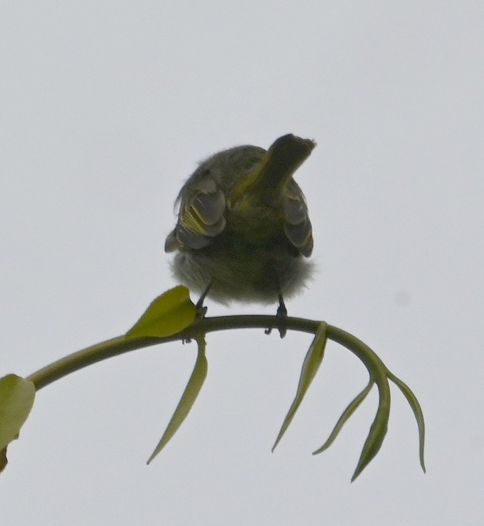 Choco Tyrannulet - Steve Davis