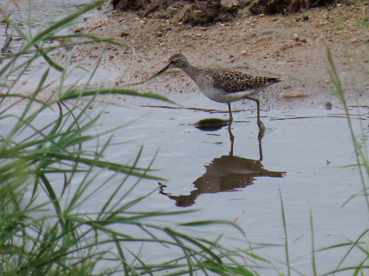 Wood Sandpiper - Joyce Brady