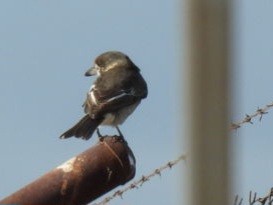 Gray Butcherbird - Terri Howe