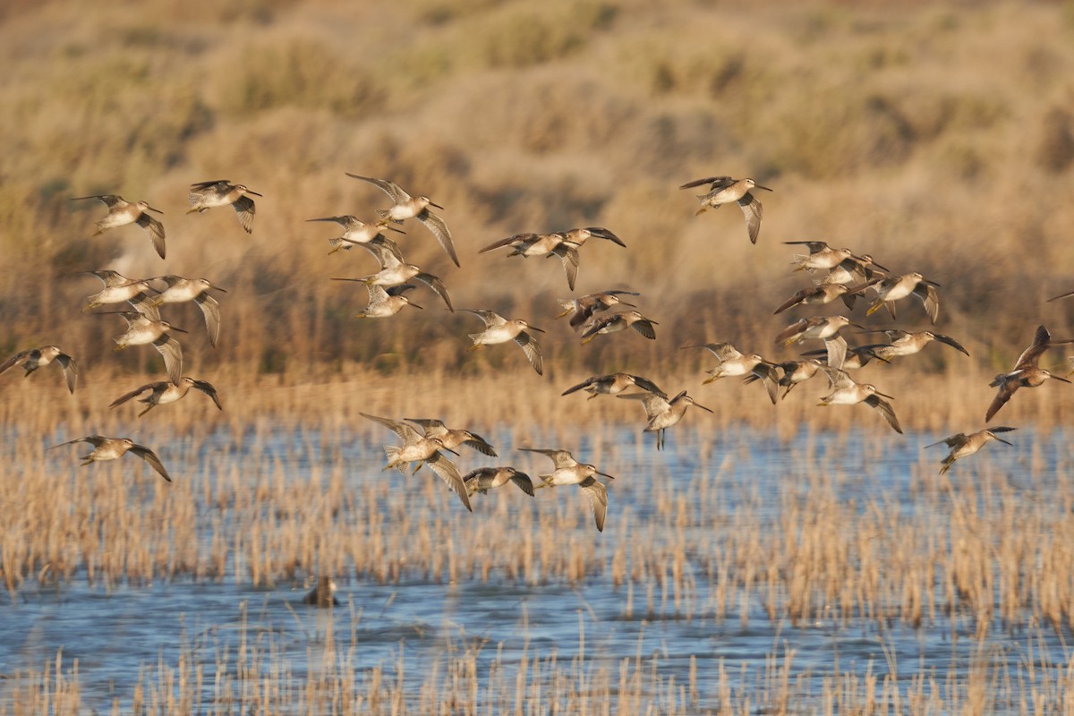 Long-billed Dowitcher - ML616353966