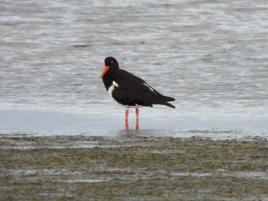 Pied Oystercatcher - ML616353983